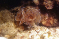   Bispira Volutacornis bristelworm living rocky bottom. bottom  